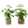 Cabilock 2pcs Faux Potted Plant Realistic Artificial Bonsai Decor for Home Office Restaurant Cafe Greenery Accent for Desktop Bookshelf Windowsill Allergy-Friendly view 1