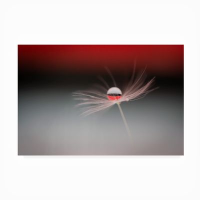Trademark Fine Art Outdoor Canvas Art - Maryam Zahirimehr 'Half A World' Wall Art for Outdoor Spaces, Patios, or Gardens