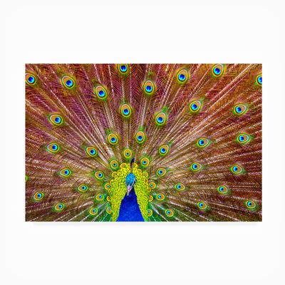 Trademark Fine Art Outdoor Canvas Art - Michael 'Peacock' Wall Art for Outdoor Spaces, Patios, or Gardens
