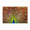 Trademark Fine Art Outdoor Canvas Art - Michael 'Peacock' Wall Art for Outdoor Spaces, Patios, or Gardens view 1