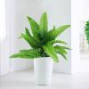 2 Artificial Ferns for Outdoors, UV Resistant Lifelike Boston Fern Green Plants, Faux Ferns Fake Ferns Artificial Plants, Detailed Garden Greenery Ornaments for Entrance Home Windowsill Yards view 2