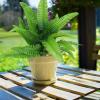 2 Artificial Ferns for Outdoors, UV Resistant Lifelike Boston Fern Green Plants, Faux Ferns Fake Ferns Artificial Plants, Detailed Garden Greenery Ornaments for Entrance Home Windowsill Yards view 3