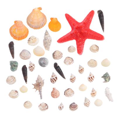 COLLBATH 1set Natural Seashells and Sea Snails for Crafts for Fish Tank Microlandscape Decoration for Home Decor and Beach-Themed Projects