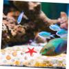 COLLBATH 1set Natural Seashells and Sea Snails for Crafts for Fish Tank Microlandscape Decoration for Home Decor and Beach-Themed Projects view 3