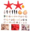 COLLBATH 1set Natural Seashells and Sea Snails for Crafts for Fish Tank Microlandscape Decoration for Home Decor and Beach-Themed Projects view 4