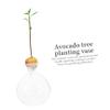GARVALON Transparent Avocado Seed Starter Vase for Hydroponic Planting Elegant Glass Planter for Home Office and Garden for Plant Lovers and Gifting view 4