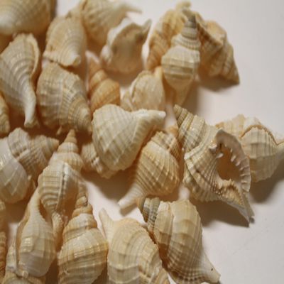 HomeLoft Basics 50pc DISTORSIO RETICULATA/Craft Supplies/Beach Wedding Accent Seashells/Wreath Supply/Jewelry Crafts/Jar Stuffers/Picture Framing Shells/SS-24