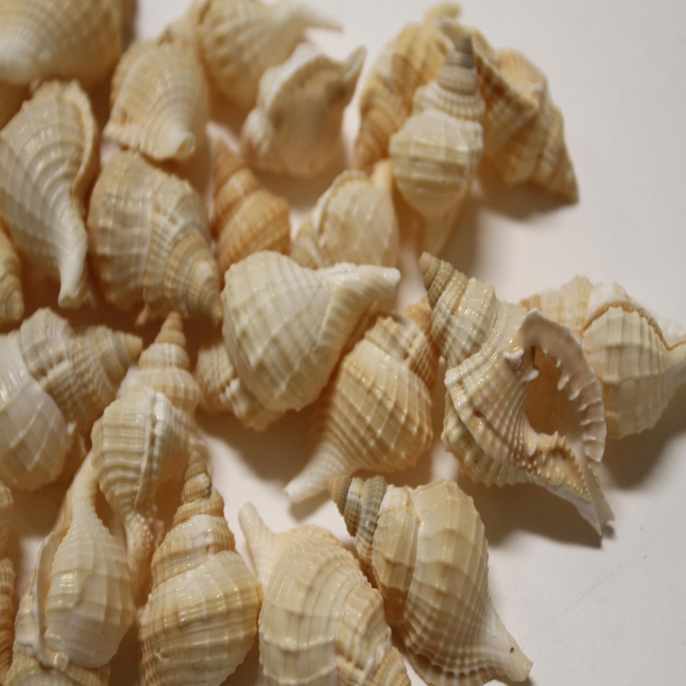 HomeLoft Basics 50pc DISTORSIO RETICULATA/Craft Supplies/Beach Wedding Accent Seashells/Wreath Supply/Jewelry Crafts/Jar Stuffers/Picture Framing Shells/SS-24