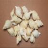 HomeLoft Basics 50pc DISTORSIO RETICULATA/Craft Supplies/Beach Wedding Accent Seashells/Wreath Supply/Jewelry Crafts/Jar Stuffers/Picture Framing Shells/SS-24 view 2