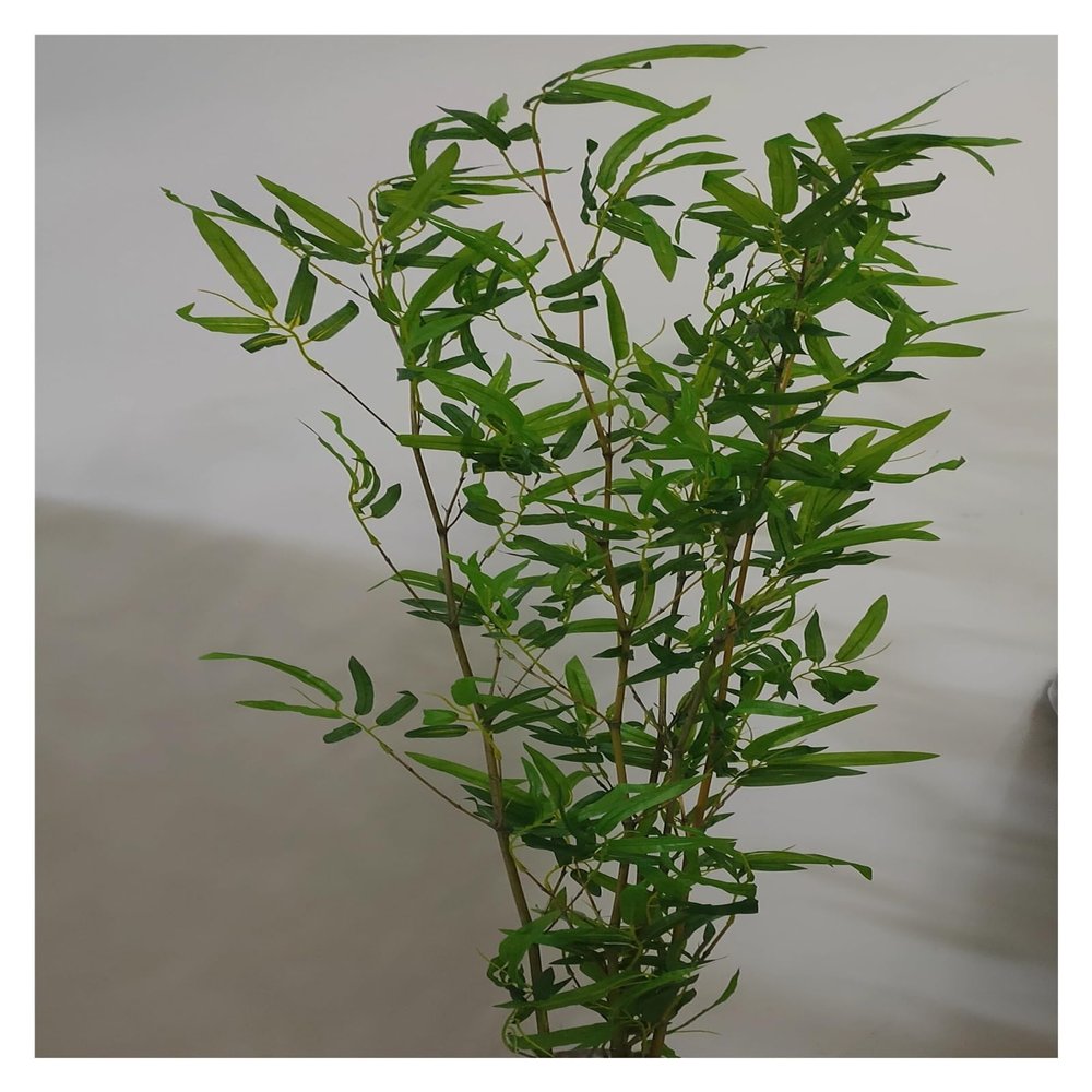 Artificial Bamboo Plants for Home Decor Indoor, Lifelike Fake Tree Privacy Barrier for Pergola Park Office Partition, Simulation Bamboo Plant 3 5 6 6.5 Ft Easy to Maintain(3.3ft/1m Tall,5 Pole)