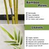 Artificial Bamboo Plants for Home Decor Indoor, Lifelike Fake Tree Privacy Barrier for Pergola Park Office Partition, Simulation Bamboo Plant 3 5 6 6.5 Ft Easy to Maintain(3.3ft/1m Tall,5 Pole) view 4
