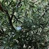 Artificial Olive Tree, Tall Fake Olive Tree Plant, Faux Potted Olive Silk TreeTrees for Modern Home Office Living Room Floor Decor Indoor (Size : 250cm) view 3