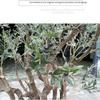 Artificial Olive Tree, Tall Fake Olive Tree Plant, Faux Potted Olive Silk TreeTrees for Modern Home Office Living Room Floor Decor Indoor (Size : 250cm) view 4
