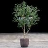 Artificial Olive Tree Faux Silk Plant, Indoor Fake Olive Tree with Natural Wood Trunk & Lifelike Fruits, Perfect for Modern Home Office Living Room Floor Decor (Size : 1mx0.9m) view 1