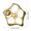 STOBOK 12pcs Natural Dried Okra Slices for Crafts Handmade Pressed Vegetable Material for Scrapbooking Phone Case Home Decor Elegant Crafting Supplies view 2