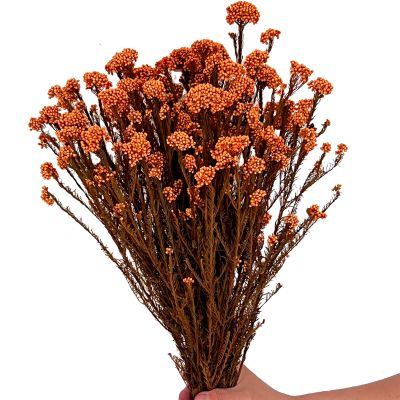 17 Inches Natural Dried Millet Flower Bouquet for Decor, 22-25 Stems Home and Wedding Decoration (Orange)