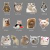 Lovely Funny Fridge Magnets Cat Meme Fasteners on Home& Kitchen; Applicable on Refrigerator, Car, Office Cabinets, Dishwasher and Whiteboard The Most Interesting Birthday Gift (13 Pieces) view 2