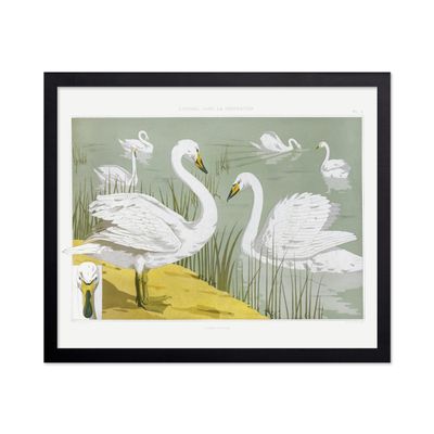 Poster Master Classic Animal Poster - Vintage Aesthetic Print - Gift for Artist, Friend - White Wild Swans On The Lake, Nature, Adorable - Wall Decor for Bedroom, Nursery, 11x14 Black Framed