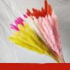 AOGATO Small Reeds, Immortal Flowers, Bouquet Ornaments, Pampas, Grass, Dried Reeds, Red view 2