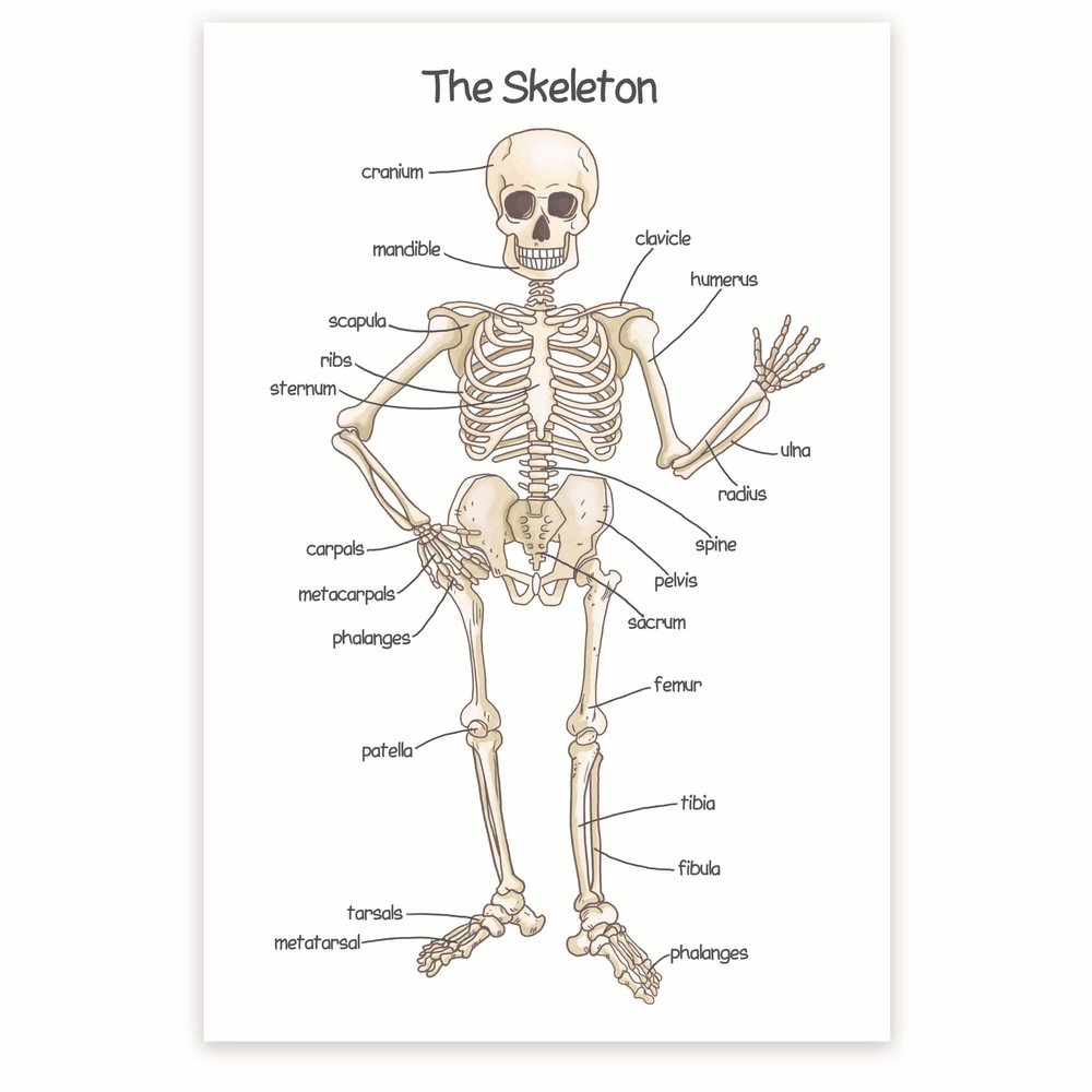 Bliss Monkey Co. Human Skeleton Poster for Kids - Bone Structure and Skeletal System - 12 x 18 Inch Unframed - Premium 100lb Gloss - Made in USA - BMCP0406
