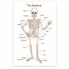 Bliss Monkey Co. Human Skeleton Poster for Kids - Bone Structure and Skeletal System - 12 x 18 Inch Unframed - Premium 100lb Gloss - Made in USA - BMCP0406 view 1