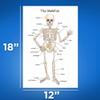 Bliss Monkey Co. Human Skeleton Poster for Kids - Bone Structure and Skeletal System - 12 x 18 Inch Unframed - Premium 100lb Gloss - Made in USA - BMCP0406 view 2