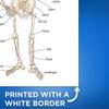 Bliss Monkey Co. Human Skeleton Poster for Kids - Bone Structure and Skeletal System - 12 x 18 Inch Unframed - Premium 100lb Gloss - Made in USA - BMCP0406 view 3