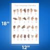 Sign Language Alphabet Poster - ABC Sign Language - ASL American Sign Language Poster - Sign Language Visual Aid - 12 x 18 Inch Poster - Unframed - Premium 100lb Gloss - Made In USA - BMCP0389 view 2