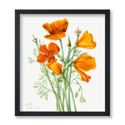 Poster Master Classic Mary Vaux Walcott Poster - Vintage Watercolor Print - Gift for Artist, Florist - California Poppy, Flower, Botanical - Wall Decor for Living Room, Dorm, 24x32 Unframed Wall Art