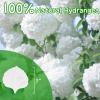 1250+ Real Dried Lvory White Hydrangea Petals - 0.88 oz Preserved Natural Flower Petals for Wedding Decor, Party Confetti, Dinner Table Centerpieces, Handcrafts view 2