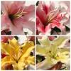 WZYINLET Artificial Lily Bouquet Living Room Decoration Ornaments Potted Fake Flowers, Light Yellow (Both Ends) view 4