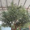 Artificial Trees for Modern Home Living Room Decor, Tall Fake Olive Tree Plants, Artificial Olive Tree, Fake Olive Silk Tree with Branches and Fruits(Size:1mx0.9m) view 2