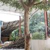 Artificial Trees for Modern Home Living Room Decor, Tall Fake Olive Tree Plants, Artificial Olive Tree, Fake Olive Silk Tree with Branches and Fruits(Size:1mx0.9m) view 3