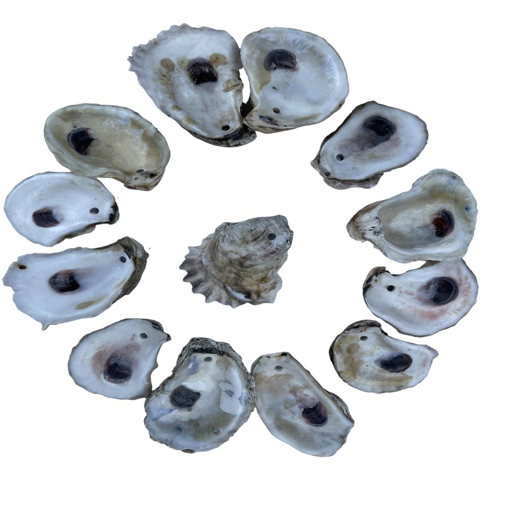 Natural Oyster Shells for Arts and Crafts with Holes at The top, Cleaned Unscented 20 Pieces per Pack. Not Polished or Sanded. Size: 2-5 inches on Average.