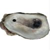 Natural Oyster Shells for Arts and Crafts with Holes at The top, Cleaned Unscented 20 Pieces per Pack. Not Polished or Sanded. Size: 2-5 inches on Average. view 2