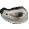 Natural Oyster Shells for Arts and Crafts with Holes at The top, Cleaned Unscented 20 Pieces per Pack. Not Polished or Sanded. Size: 2-5 inches on Average. view 4