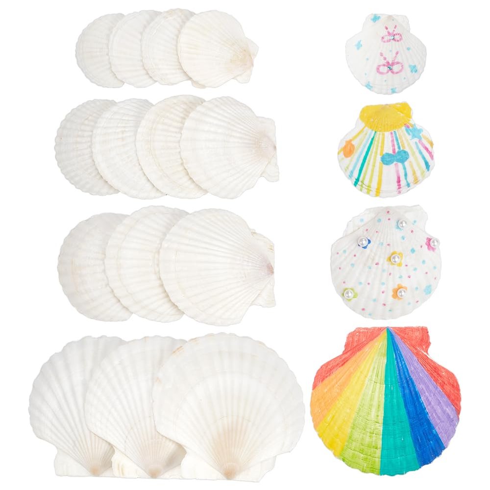 NBEADS 14 Pcs 4 Sizes Large Natural Scallop Shells, 2.93-4.49 Inch White Seashells for DIY Craft Natural Scallop Shell Painting Accessories for Ocean Themed Parties and Home Decor