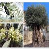 Artificial Olive Tree Fake Olive Silk Plant, Perfect Tall Faux Topiary Silk Tree for Indoor Entryway Modern Decor Home Office Porch Balcony(Size:2mx1.8m) view 2