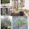 Artificial Olive Tree Fake Olive Silk Plant, Perfect Tall Faux Topiary Silk Tree for Indoor Entryway Modern Decor Home Office Porch Balcony(Size:2mx1.8m) view 3