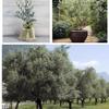 Artificial Olive Tree Fake Olive Silk Plant, Perfect Tall Faux Topiary Silk Tree for Indoor Entryway Modern Decor Home Office Porch Balcony(Size:2mx1.8m) view 4