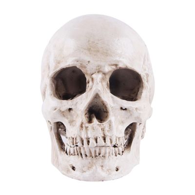 Yaoliucp Halloween Realistic Skull Anatomical Skeleton Life-size Replica Human Skull Head Bone Model, Halloween Resin Skull Figurine, Standard