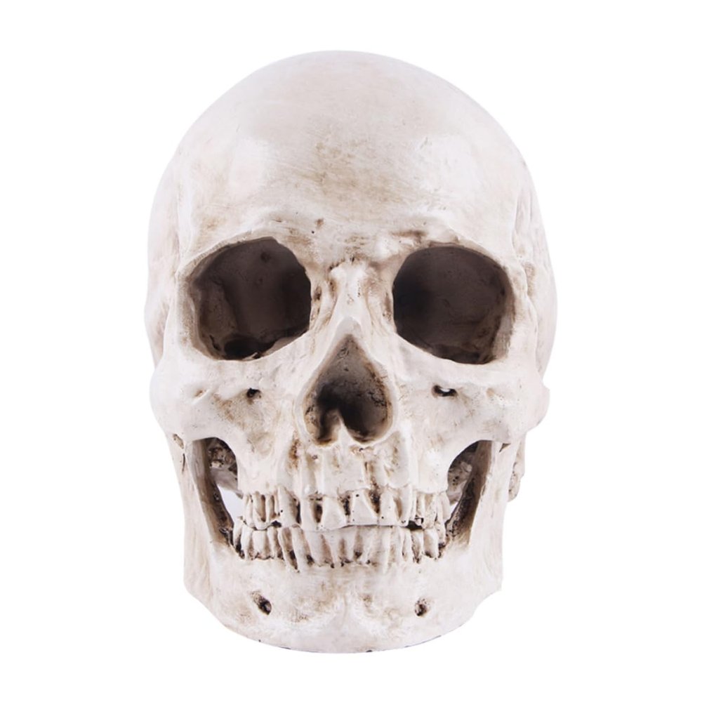 Yaoliucp Halloween Realistic Skull Anatomical Skeleton Life-size Replica Human Skull Head Bone Model, Halloween Resin Skull Figurine, Standard