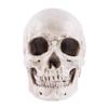 Yaoliucp Halloween Realistic Skull Anatomical Skeleton Life-size Replica Human Skull Head Bone Model, Halloween Resin Skull Figurine, Standard view 1