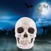 Yaoliucp Halloween Realistic Skull Anatomical Skeleton Life-size Replica Human Skull Head Bone Model, Halloween Resin Skull Figurine, Standard view 4