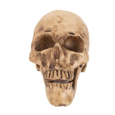 Luz Maria Skull | 100% Resin | Human Replica | Articulated Jaw | for Decoration | School Events | Model Kits |Rituals | Realistic Human Skull Head Replica
