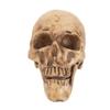 Luz Maria Skull | 100% Resin | Human Replica | Articulated Jaw | for Decoration | School Events | Model Kits |Rituals | Realistic Human Skull Head Replica view 1