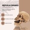 Luz Maria Skull | 100% Resin | Human Replica | Articulated Jaw | for Decoration | School Events | Model Kits |Rituals | Realistic Human Skull Head Replica view 2