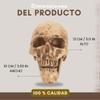 Luz Maria Skull | 100% Resin | Human Replica | Articulated Jaw | for Decoration | School Events | Model Kits |Rituals | Realistic Human Skull Head Replica view 3