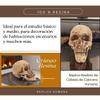 Luz Maria Skull | 100% Resin | Human Replica | Articulated Jaw | for Decoration | School Events | Model Kits |Rituals | Realistic Human Skull Head Replica view 4