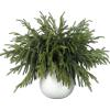 16 Pcs Real Touch Norfolk Pine Branch -18" Artificial Christmas Green Plants Branches Faux Greenery Stem Fake Cedar Pine Picks for Vase DIY Crafts Garland Wreath Xmas Indoor Outdoor Home Decor view 1